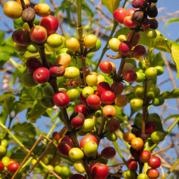 Coffee Fruit Caffeine
